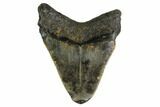 Bargain, Megalodon Tooth - North Carolina #152930-1